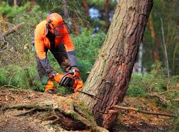 Dunlap, IL Tree Removal and Landscaping Services Company